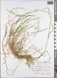 Glyceria notata Chevall., Eastern Europe, Rostov Oblast (E12a) (Russia)