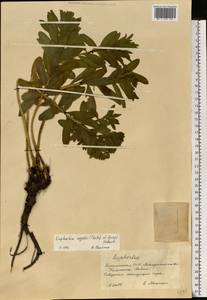 Euphorbia sojakii (Chrtek & Krísa) Dubovik, Eastern Europe, West Ukrainian region (E13) (Ukraine)