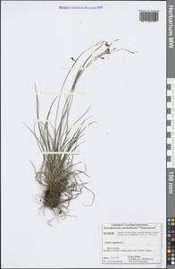 Carex capillaris L., Siberia, Central Siberia (S3) (Russia)