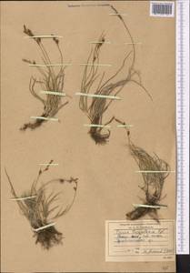 Carex turkestanica Regel, Middle Asia, Pamir & Pamiro-Alai (M2)