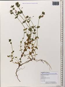 Lysimachia arvensis subsp. arvensis, Caucasus, Black Sea Shore (from Novorossiysk to Adler) (K3) (Russia)