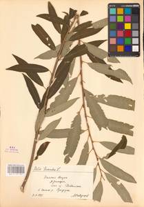 Salix triandra L., Siberia, Russian Far East (S6) (Russia)