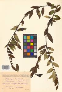 Ilex rugosa F.Schmidt, Siberia, Russian Far East (S6) (Russia)