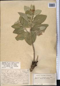 Phlomis thapsoides, Middle Asia, Pamir & Pamiro-Alai (M2) (Uzbekistan)