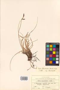 Carex flavocuspis Franch. & Sav., Siberia, Russian Far East (S6) (Russia)