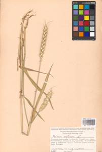 Triticum aestivum L., Eastern Europe, Moscow region (E4a) (Russia)