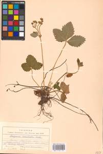 Fragaria moschata Duchesne, Eastern Europe, Moscow region (E4a) (Russia)