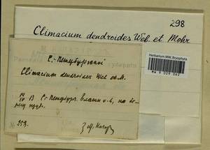 Climacium dendroides (Hedw.) F. Weber & D. Mohr, Bryophytes, Bryophytes - Karelia, Leningrad & Murmansk Oblasts (B4) (Russia)