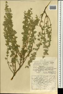 Artemisia rutifolia Steph. ex Spreng., Mongolia (MONG) (Mongolia)