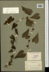 Dioscorea communis (L.) Caddick & Wilkin, Caucasus, Georgia (K4) (Georgia)