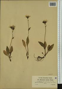 Hieracium pallescens subsp. incisum (Hoppe) Greuter, Western Europe (EUR) (Switzerland)