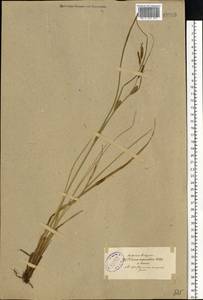 Carex aquatilis Wahlenb., Eastern Europe, North-Western region (E2) (Russia)