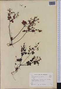 Geranium lucidum L., Western Europe (EUR) (Finland)