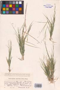 Cleistogenes squarrosa (Trin.) Keng, Eastern Europe (no precise locality) (E0)