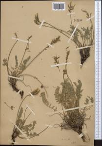 Oxytropis aulieatensis Vved., Middle Asia, Western Tian Shan & Karatau (M3)