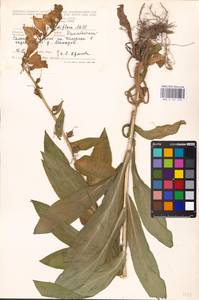 MHA 0 161 223, Digitalis grandiflora Mill., Eastern Europe, Eastern region (E10) (Russia)