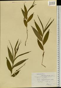 Cephalanthera longibracteata Blume, Siberia, Russian Far East (S6) (Russia)
