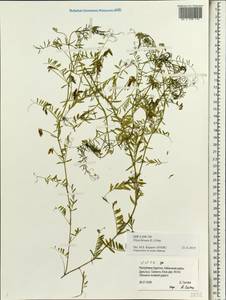Vicia hirsuta (L.)Gray, Siberia, Baikal & Transbaikal region (S4) (Russia)