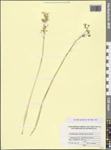Ornithogalum arcuatum Steven, Caucasus, Armenia (K5) (Armenia)