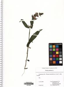Stachys palustris L., Eastern Europe, Middle Volga region (E8) (Russia)