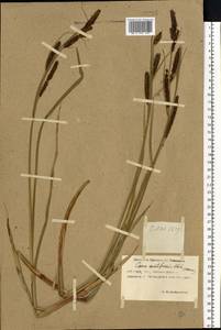 Carex acutiformis Ehrh., Eastern Europe, Rostov Oblast (E12a) (Russia)