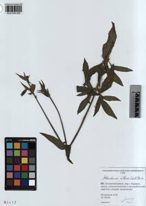 KUZ 004 290, Silene latifolia subsp. alba (Miller) Greuter & Burdet, Siberia, Altai & Sayany Mountains (S2) (Russia)