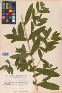 Epilobium hirsutum L., Eastern Europe, West Ukrainian region (E13) (Ukraine)