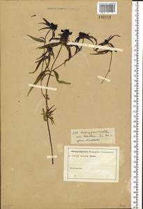 Melampyrum cristatum L., Siberia, Western Siberia (S1) (Russia)