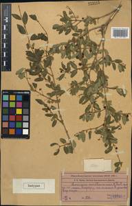 Lonicera tatarica L., Middle Asia, Western Tian Shan & Karatau (M3) (Kazakhstan)