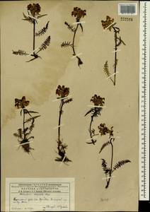 Pedicularis compacta Stephan ex Willd., Siberia, Western (Kazakhstan) Altai Mountains (S2a) (Kazakhstan)