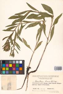 Oenothera biennis L., Eastern Europe, Moscow region (E4a) (Russia)