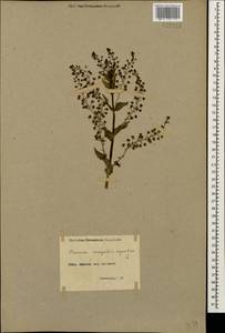 Veronica anagallis-aquatica L., Caucasus, Armenia (K5) (Armenia)