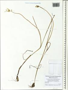 Allium oleraceum L., Eastern Europe, North-Western region (E2) (Russia)