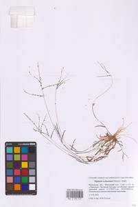 Digitaria ischaemum (Schreb.) Muhl., Eastern Europe, Moscow region (E4a) (Russia)