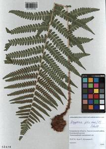 Dryopteris filix-mas (L.) Schott, Siberia, Altai & Sayany Mountains (S2) (Russia)