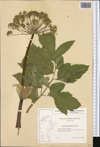Angelica archangelica subsp. litoralis (Fr.) Thell., Western Europe (EUR) (Denmark)