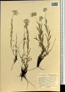 Leontopodium leontopodioides (Willd.) Beauverd, Mongolia (MONG) (Mongolia)