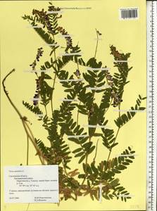 Vicia cassubica L., Eastern Europe, Western region (E3) (Russia)