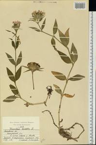 Dianthus barbatus L., Eastern Europe, Moscow region (E4a) (Russia)