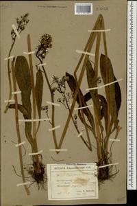 Crepis praemorsa (L.) Tausch, Eastern Europe, North Ukrainian region (E11) (Ukraine)