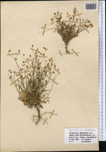 Askellia flexuosa (Ledeb.) W. A. Weber, Middle Asia, Pamir & Pamiro-Alai (M2) (Uzbekistan)