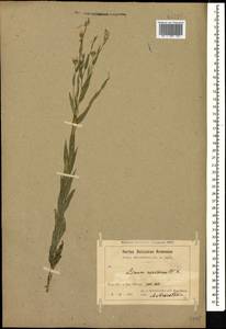 Linum nervosum Waldst. & Kit., Caucasus, Armenia (K5) (Armenia)