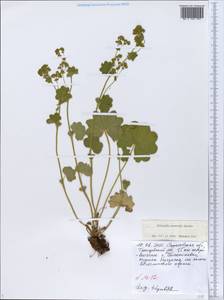 Alchemilla nemoralis Alechin, Eastern Europe, Lower Volga region (E9) (Russia)