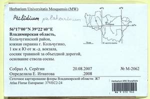 Ptilidium pulcherrimum (Weber) Vain., Bryophytes, Bryophytes - Middle Russia (B6) (Russia)