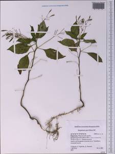 Impatiens parviflora, Middle Asia, Western Tian Shan & Karatau (M3) (Kyrgyzstan)