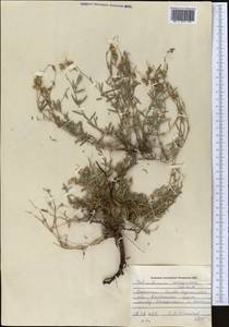 Helianthemum songaricum Schrenk, Middle Asia, Dzungarian Alatau & Tarbagatai (M5) (Kazakhstan)