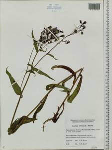 Lactuca sibirica (L.) Benth. ex Maxim., Siberia, Russian Far East (S6) (Russia)