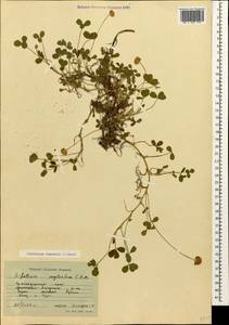 Trifolium fragiferum subsp. bonannii (C.Presl)Sojak, Caucasus, Krasnodar Krai & Adygea (K1a) (Russia)