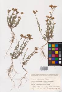 Linum ucranicum (Griseb. ex Planch.) Czern., Eastern Europe, Lower Volga region (E9) (Russia)