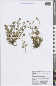 Cochlearia groenlandica L., Siberia, Central Siberia (S3) (Russia)